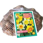 JUB Holland Large Cupped Mix narcis 40…