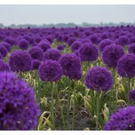 Okrasný česnek Purple Sensation 5 ks