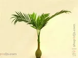 Palma s baňkovým kmenem, 240 cm