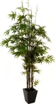 Bambus černý kmen 240 cm