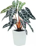 Caladium plant, červeno-zelná, 35 cm