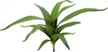 Aloe vera, zelená, 66cm