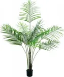 Areca palma s velkými listy, 185cm