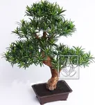 Bonsai podocarpus, 80cm