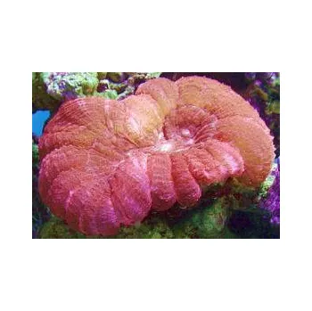 Cynarina lacrymalis - pink