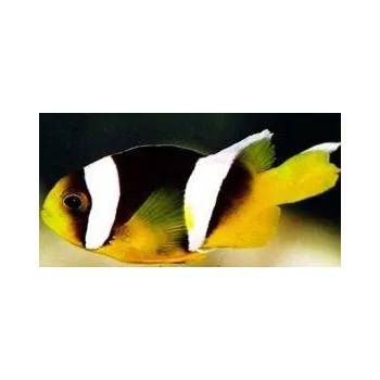 Chovatelství Amphiprion sebae