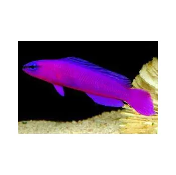 Příroda Pseudochromis fridmani