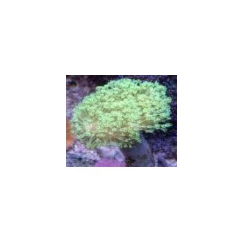 Sarcophyton glaucum neon