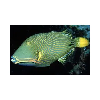 Příroda Balistapus undulatus