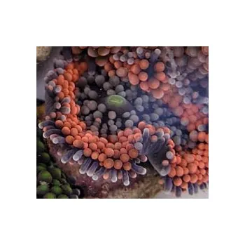 Přírodní kámen Ricordea yuma red-grey