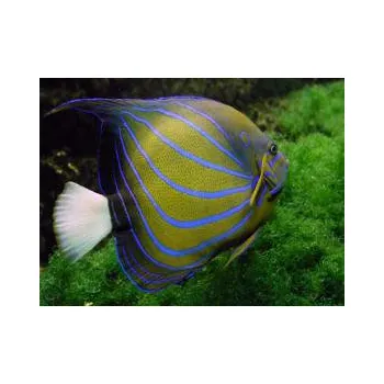 Dekorace do akvária Pomacanthus annularis