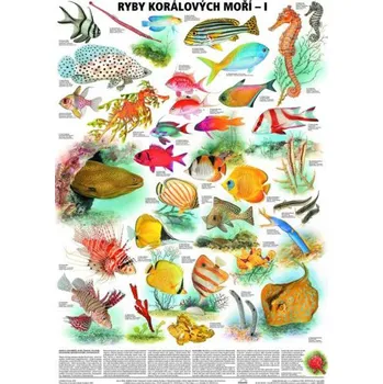 Plakát Ryby korálových moří I. - plakát