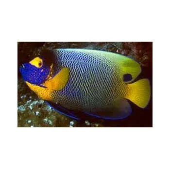 Příroda Pomacanthus xanthometopon