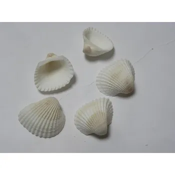 mušle bílé větší