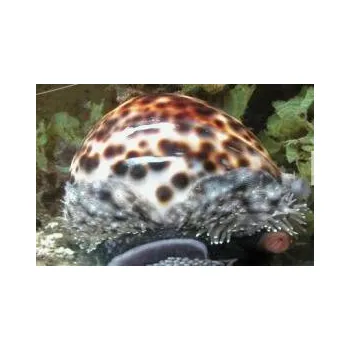 Příroda Cypraea tigris