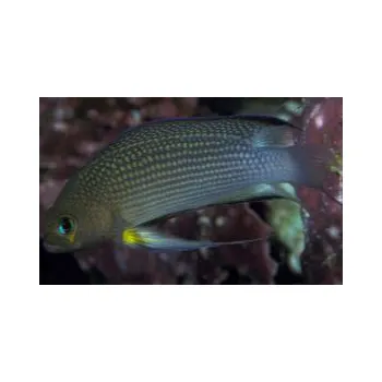 Sazenice Pseudochromis polynemus