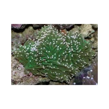 Euphyllia glabrescens