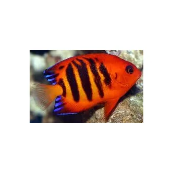 Přírodní kámen Centropyge loriculus