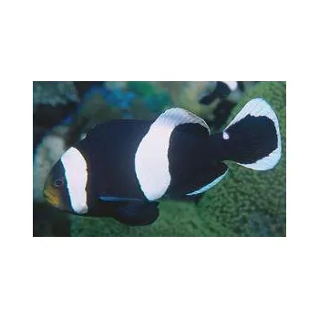 Příroda Amphiprion polymnus