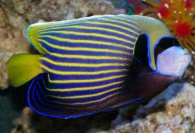Pomacanthus imperator