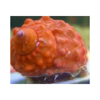 Akvarijní chemie Turbo castanea