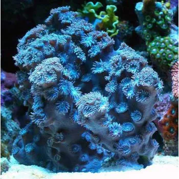 Sazenice Turbinaria peltata blue