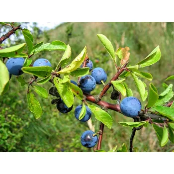 Sazenice Trnka obecná (Prunus spinosa)