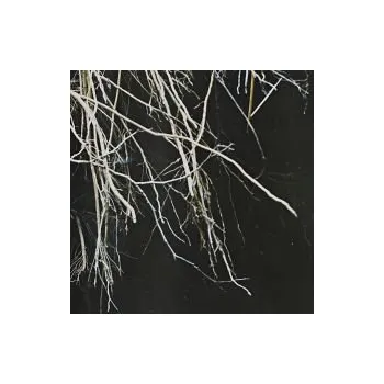 Česká hudba One Word - Nylon Jail (MP3)