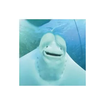 Česká hudba Give Masterpiece A Chance! - Midi Lidi [CD]