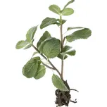 Lene Bjerre dekorační svazek máty