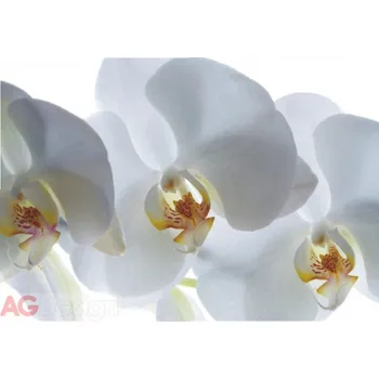 Fototapeta Papírová fototapeta bílá orchidej FTSS0832 / Papírové fototapety 1 dílné na zeď White Orchid FT0832 AG Design (180 x 127 cm)