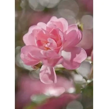 Fototapeta Fototapeta 4-dílná / Fototapety na zeď (184 x 254cm) Komar Bouquet 4-713