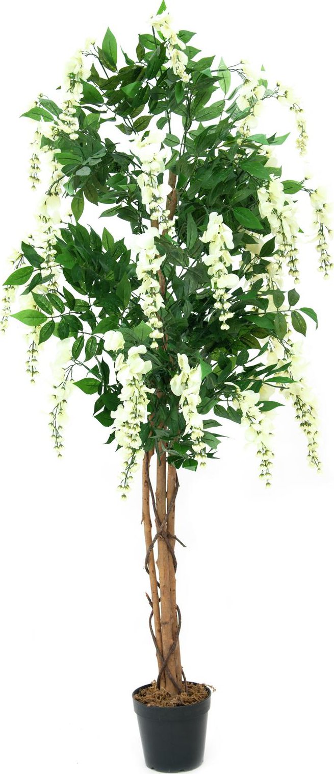 Vistárie strom - zlatý déšť, přírodní kmen - bílá, 150 cm