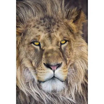 Fototapeta Fototapeta Lion 1-619 / Fototapety 1 dílné na zeď Komar (127 x 184 cm)