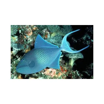 Sazenice Odonus niger