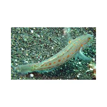 Dekorace do akvária Valenciennea puellaris