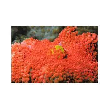 Přírodní kámen Ricordea yuma ultra red