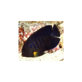 Sazenice Centropyge flavipectoralis