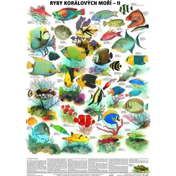 Plakát Ryby korálových moří II. - plakát