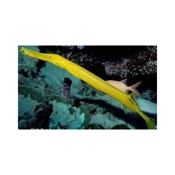 Aulostomus chinensis