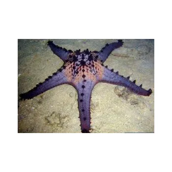 Přírodní kámen Pentaceraster