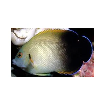 Sazenice Centropyge vroliki