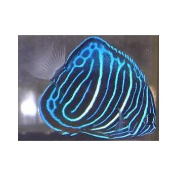 Dekorace do akvária Pomacanthus annularis juv.