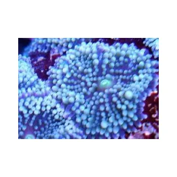 Přírodní kámen Ricordea yuma blue