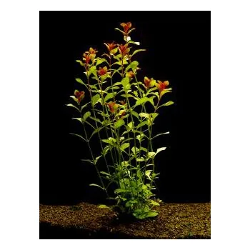 Akvarijní rostlina Ludwigia repens - Zakucelka plazivá (balení - koš)