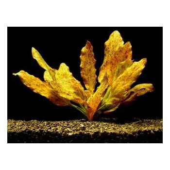 Akvarijní rostlina Echinodorus ocelot red - Šípatkovec ocelot red (balení - koš)