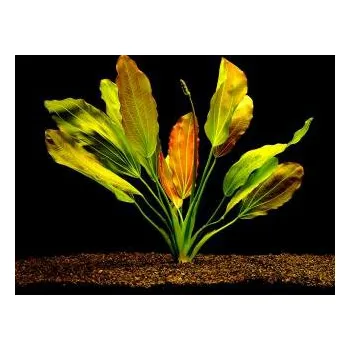 Akvarijní rostlina Echinodorus osiris - Šípatkovec červenolistý (balení - koš)