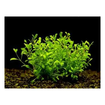 Akvarijní rostlina Glossostigma elationides - Glossostigma úporolistá (balení - koš)