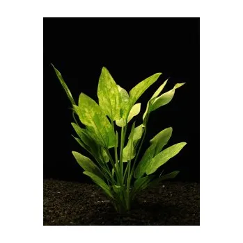 Akvarijní rostlina Echinodorus Marble Queen - Šípatkovec Marble Queen (balení - koš)