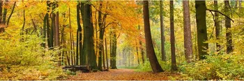 Fototapeta Dimex KI-180-045 Podzimní les 180 x 60 cm